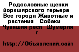 Родословные щенки йоркширского терьера - Все города Животные и растения » Собаки   . Чувашия респ.,Шумерля г.